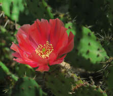 Imagem de Opuntia vaseyi (J. M. Coult.) Britton & Rose