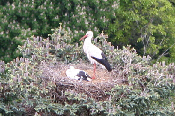 Image of White Stork