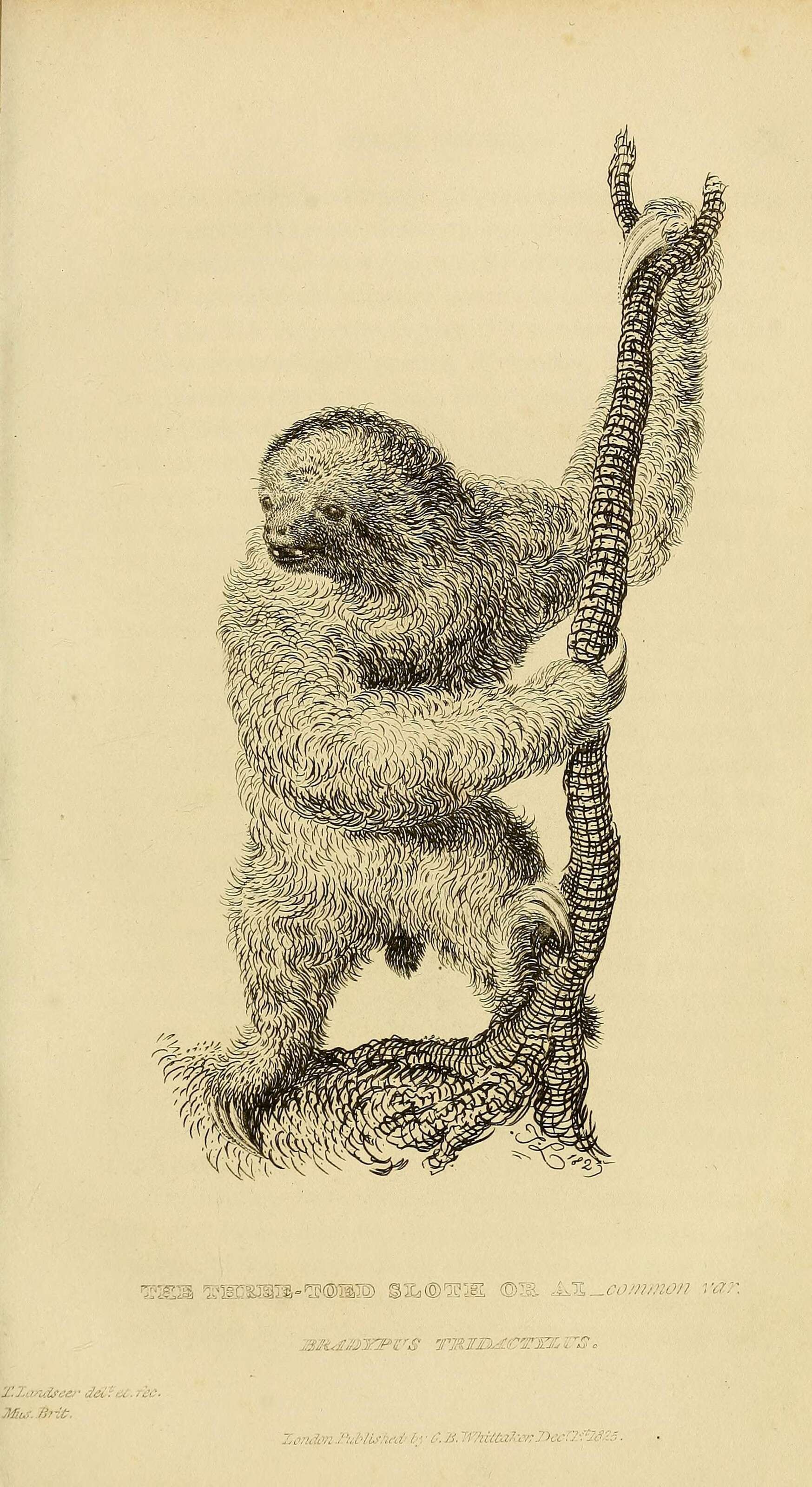Image de Bradypodidae Gray 1821