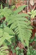 Image of beechfern