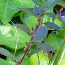 Image of Parietaria judaica subsp. judaica