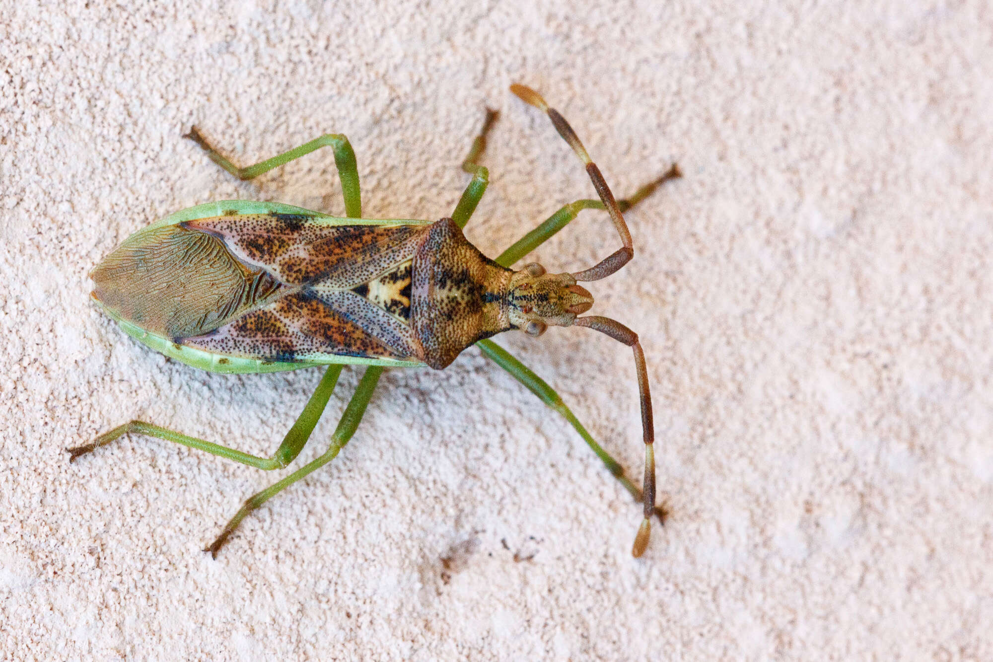 Image of Gonocerus