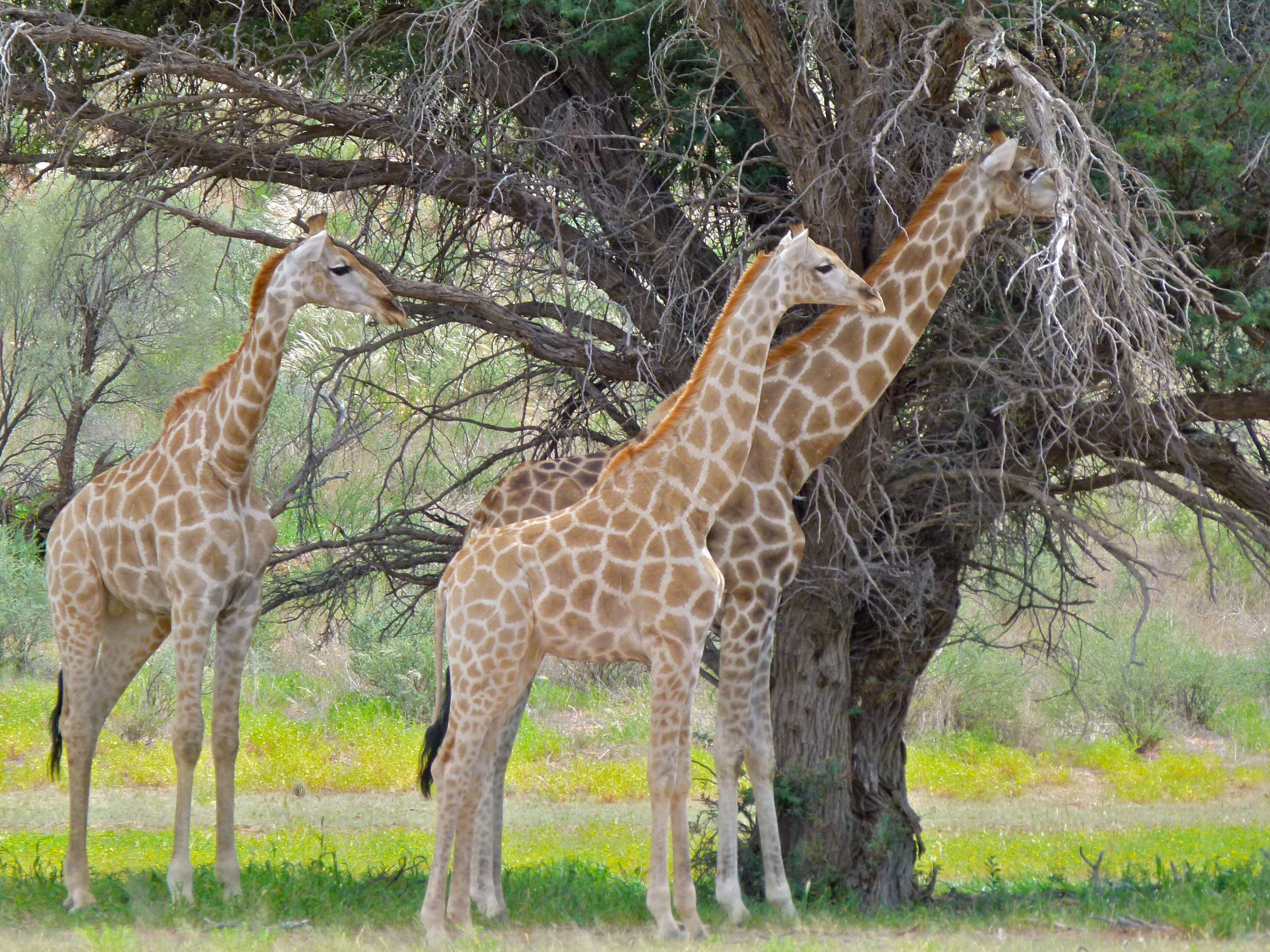 Image of Giraffes