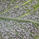 Image of Cabbage whitefly