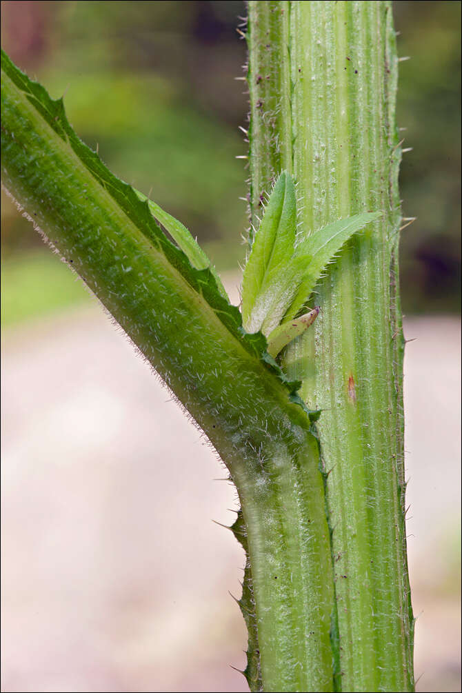 Image of plumeless thistle