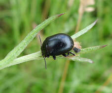 Image of Chrysomela fuliginosa