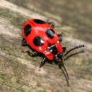 Image of False Ladybird