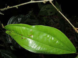 Imagem de Calliandra grandifolia P. H. Allen