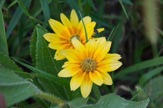 Image of blackeyed Susan