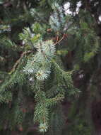 Image of spruce