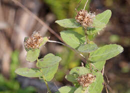 Pluchea baccharis (Mill.) Pruski resmi