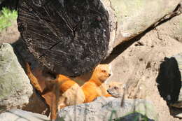 Image of Yellow Mongoose