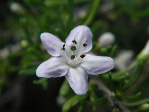 Image of Carolina desert-thorn