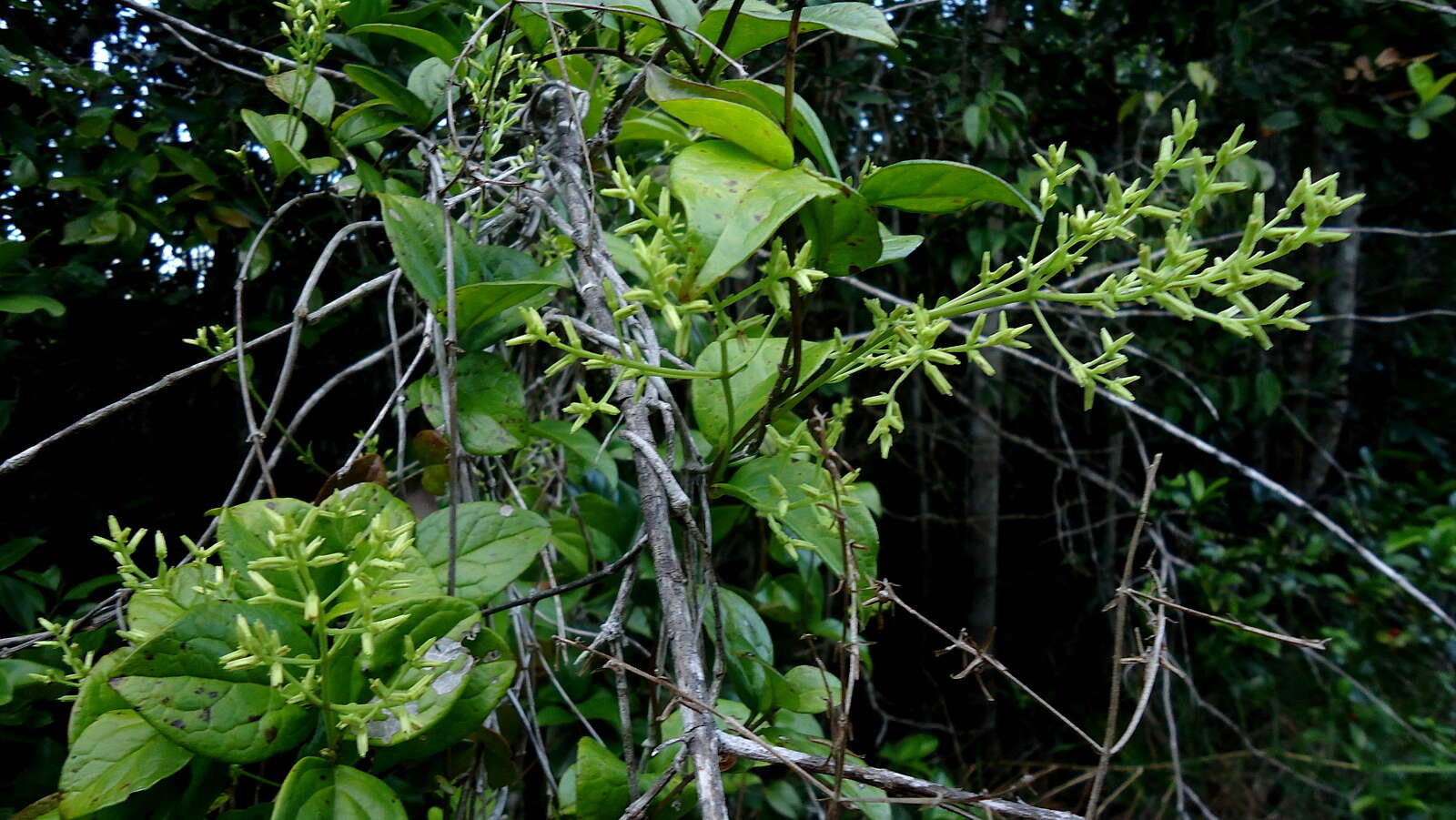 Image of Mikania salzmanniifolia DC.