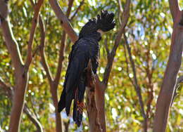 Image of Calyptorhynchus Desmarest 1826