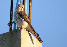 Image of American Kestrel