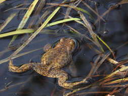 Image of Nile Valley Toad