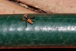 Image of Peacock Spiders