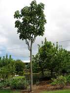 Image of aralia