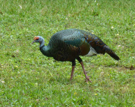 Image of Ocellated Turkey