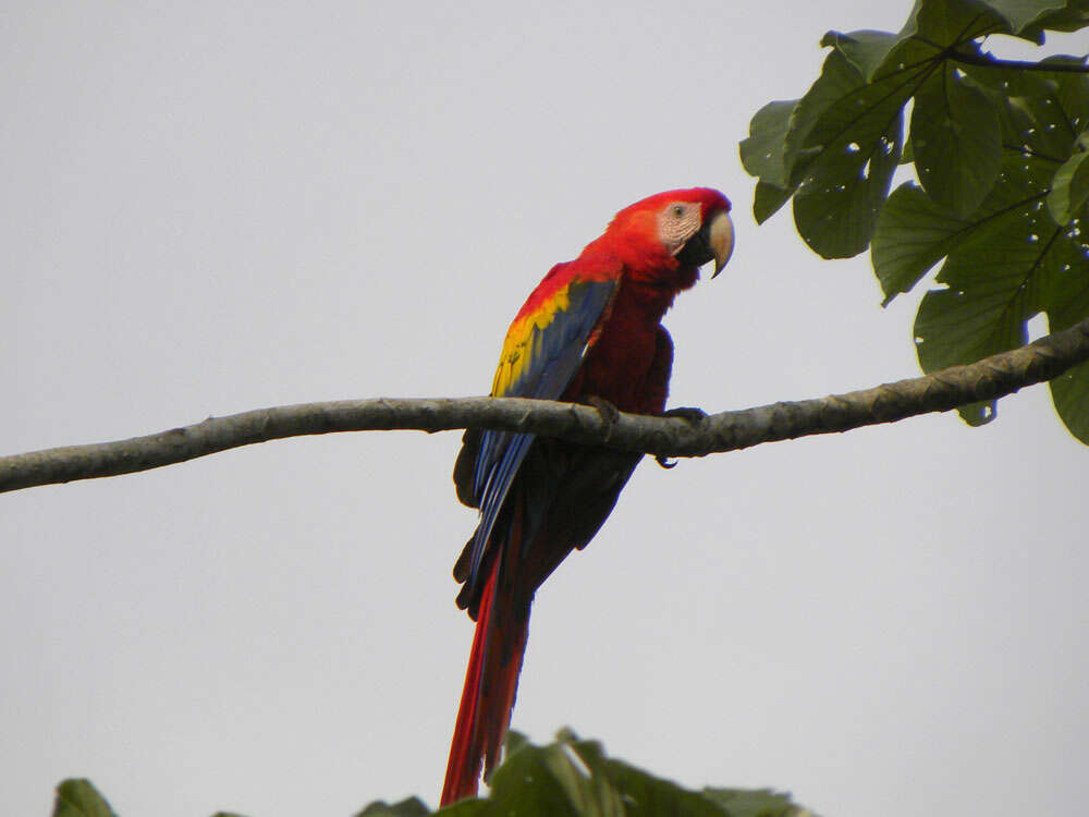 Image of macaws