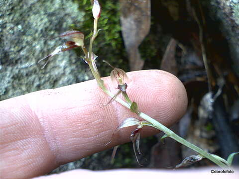 Image de Acianthus fornicatus R. Br.