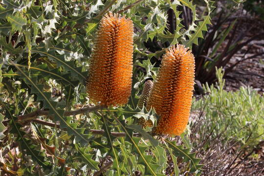 Image of Ashby's banksia