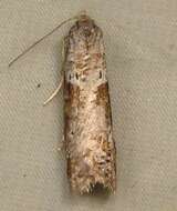 Image of tropical fruitworm moths