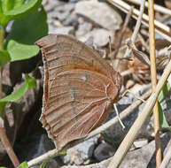 Image of Leafwings