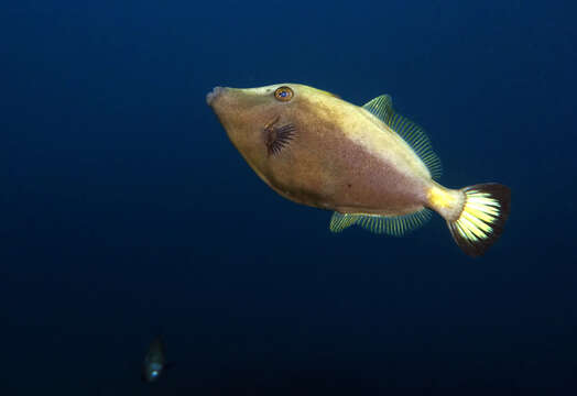 Image of Yellow-striped leatherjacket