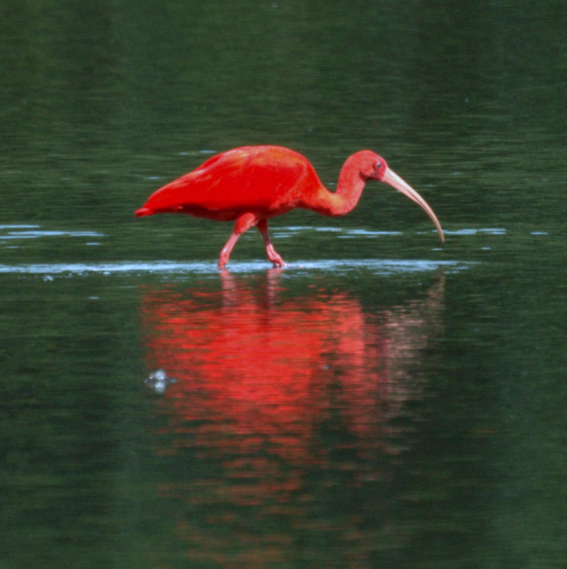 Image of Scarlet Ibis