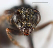 Image of Amauronematus