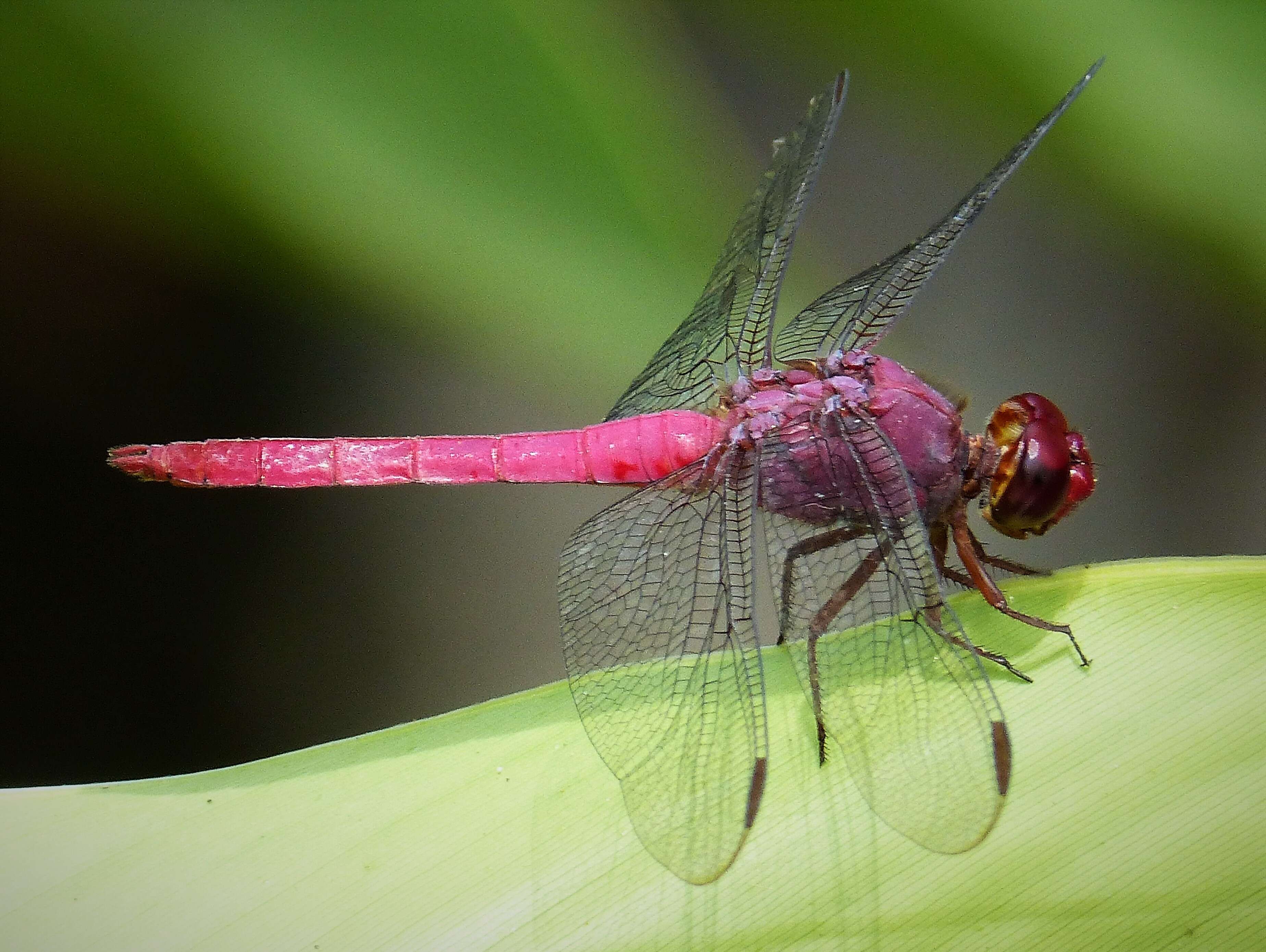 Image of Carmine Skimmer