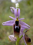 Image of Moon orchid