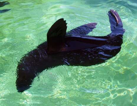 Image of fur seal