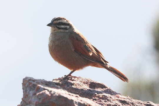 Image of Emberia capensis