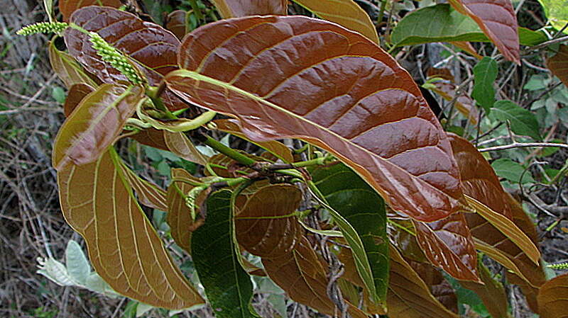 Image of Coccoloba arborescens (Vell.) Howard