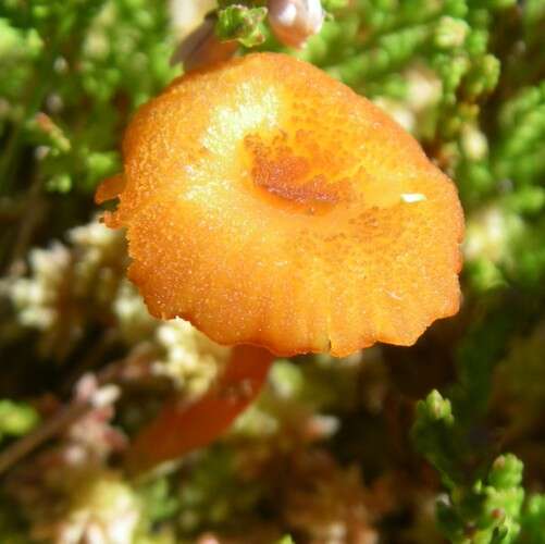 Слика од Hygrocybe coccineocrenata (P. D. Orton) M. M. Moser 1967