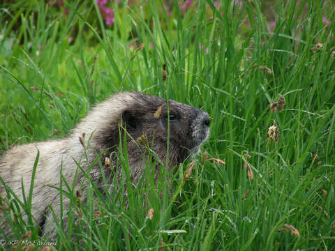 Image of Marmota subgen. Petromarmota Steppan et al. 1999