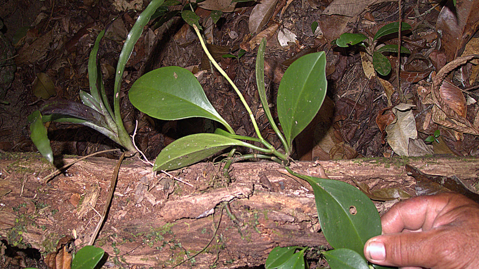 Peperomia obtusifolia (L.) A. Dietr. resmi