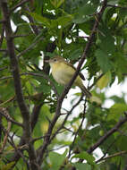 Vireo bellii Audubon 1844 resmi