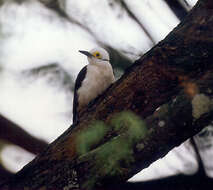 Image of White Woodpecker