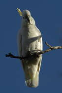 Image of Sulphur-crested Cockatoo