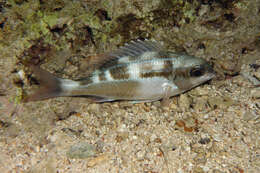 Image of Black-and-white monocle bream