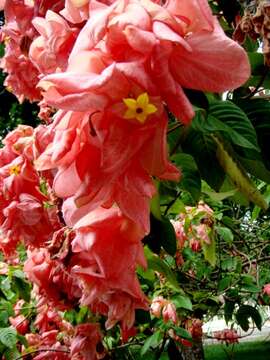 صورة Mussaenda erythrophylla Schumach. & Thonn.