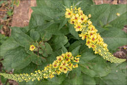 Verbascum nigrum L. resmi