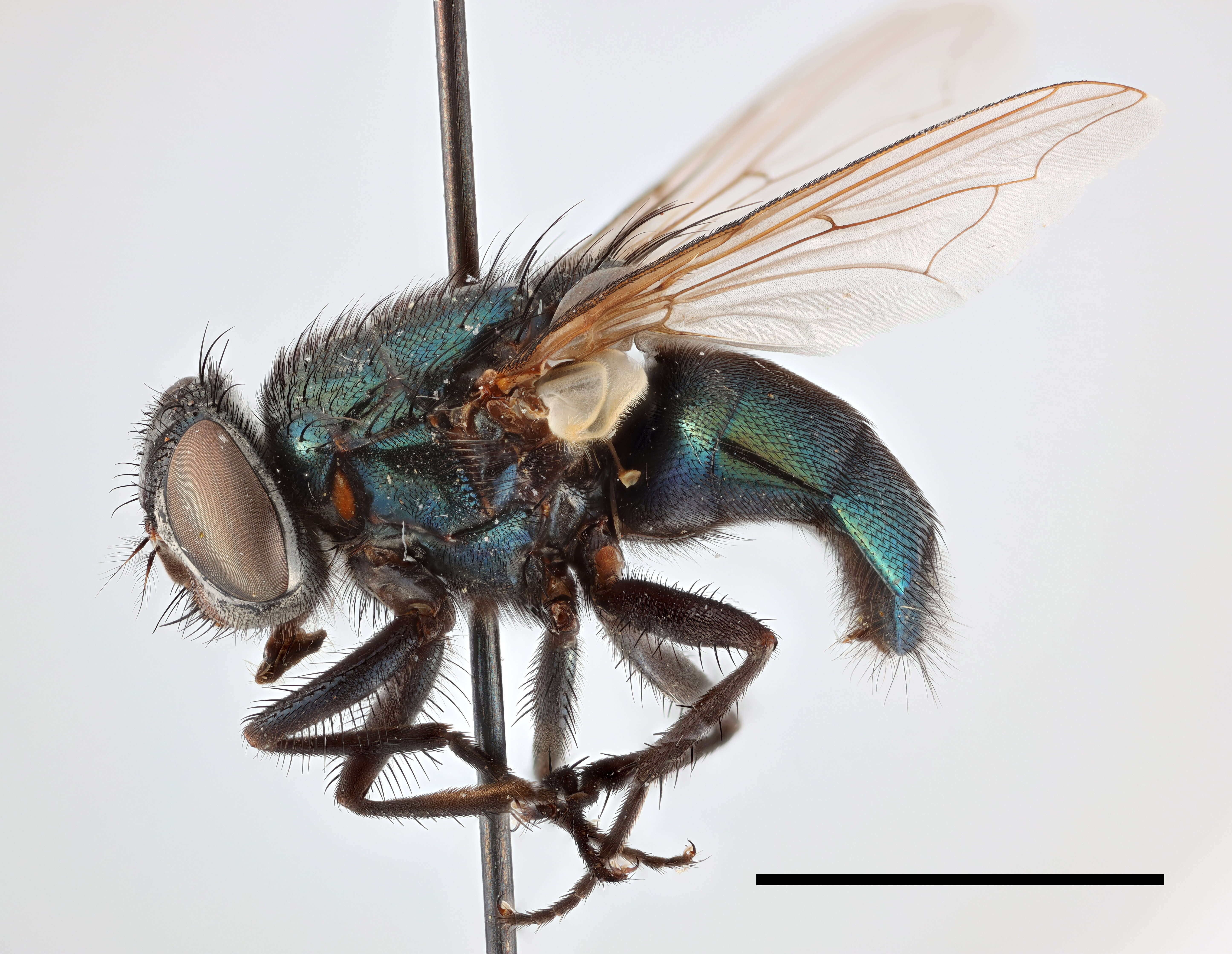 Image of blow flies