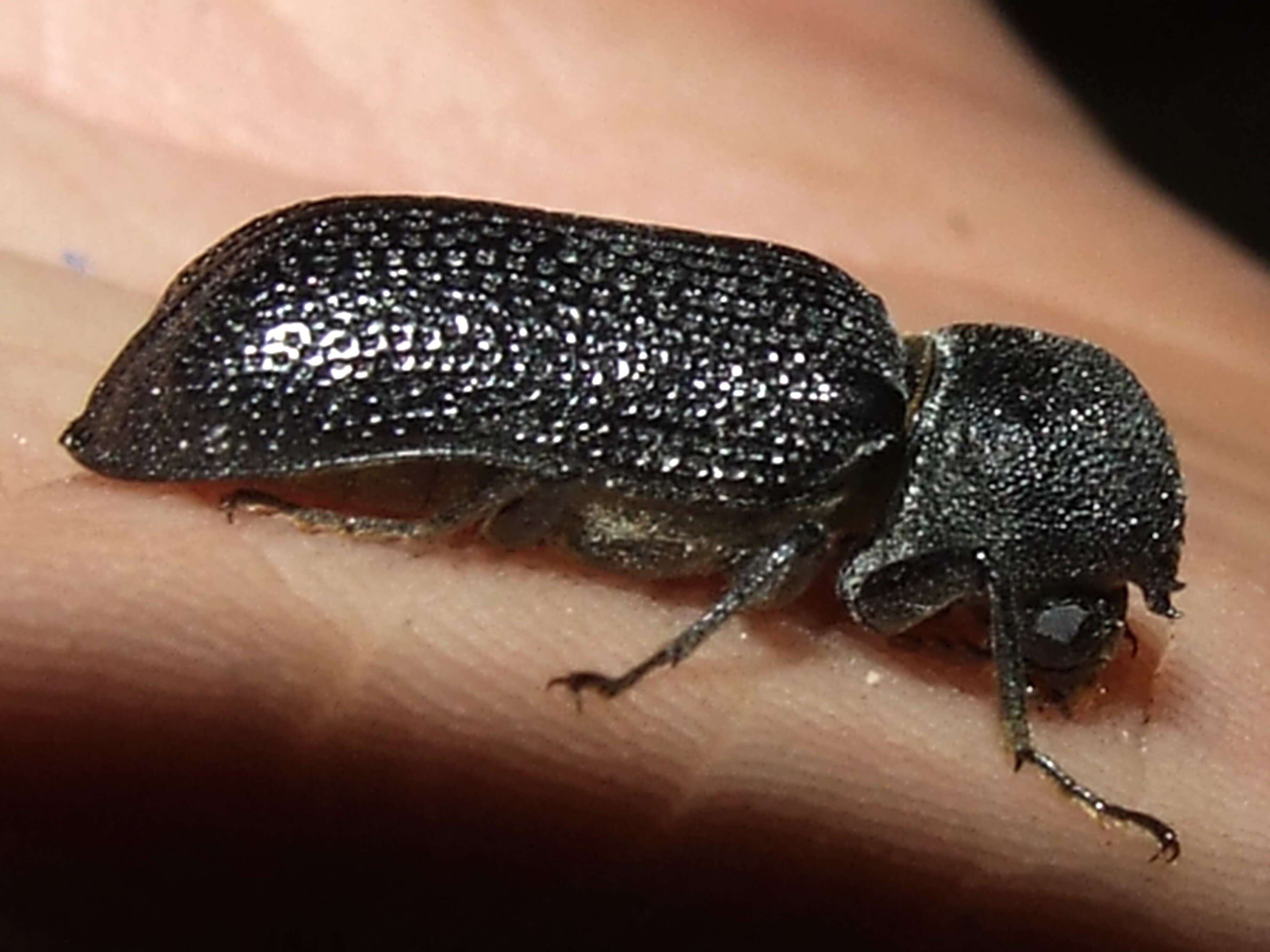 Image of horned powderpost beetles