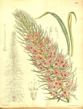 Image of Echium wildpretii H. H. W. Pearson ex Hook. fil.