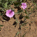 Image of Convolvulus angustissimus subsp. angustissimus